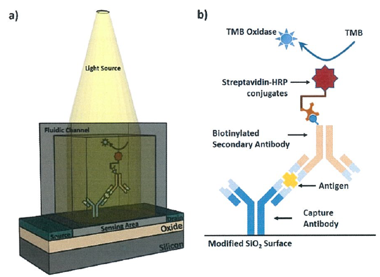 圖1.光電場效應電晶體(OEFET)分子感測器示意圖(a)OEFEL 用於檢測生物分子交互作用之示意圖(b)結合ELISA 技術原理,在晶片上進行抗原檢測(黃色X)的示意圖。在此反應最終的產物是TMB氧化與產物,且抗原濃度和TMB 氧化酶會成正比。