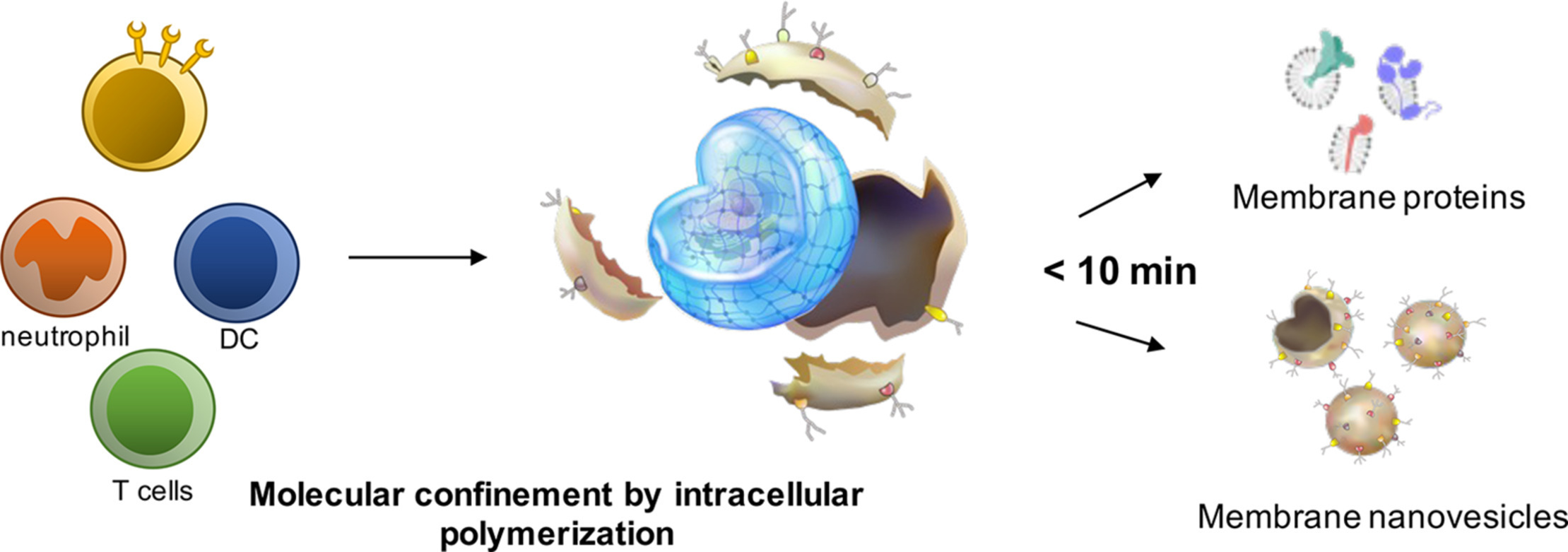 圖1. 本案證實：透過最佳化活細胞化學，可以調整細胞內聚合反應，提供一種穩定的膜分離方法學，具有廣泛生物醫學用途，同時揭示聚合細胞中的分子擁擠效應及侷限效應。